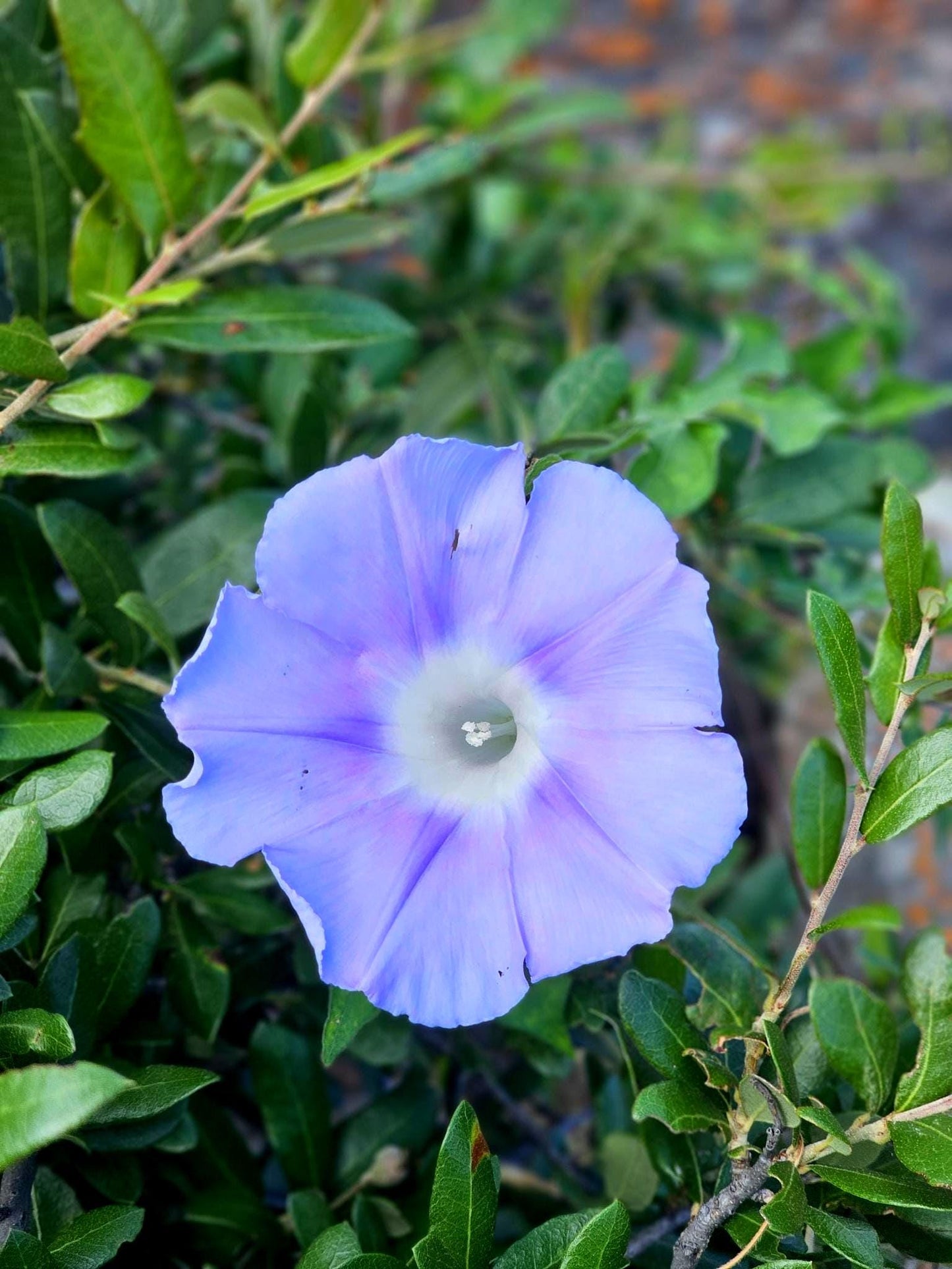 Lindheimer's Morning Glory Seeds (Ipomoea lindheimeri) Native Perennial Morning Glory