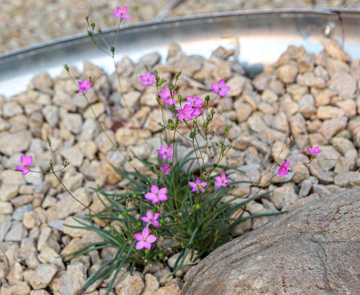 Small pink Dwarf fame flower (Phemeranthus parviflorus)  wildflowers with thin green leaves growing among light tan pebbles in a garden bed.