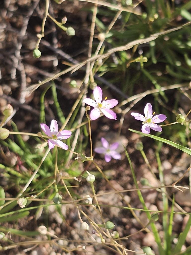 Small light purple Dwarf fame flower (Phemeranthus parviflorus) wildflowers with yellow centers growing among green grass and dry brown twigs outdoors.