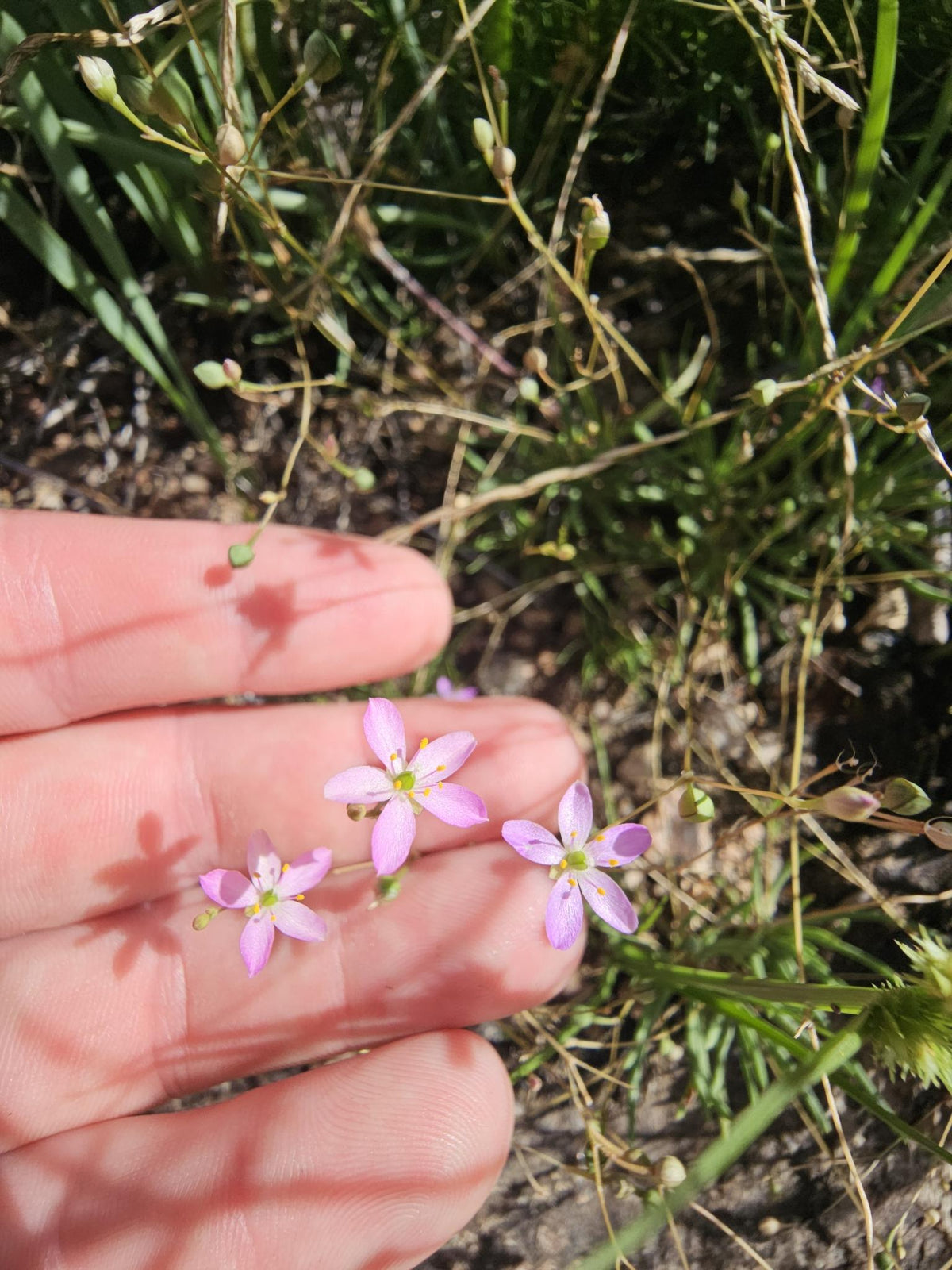 Three small light pink Dwarf fame flower (Phemeranthus parviflorus) wildflowers with yellow centers, dry grass and green foliage blurred in the background, growing in Texas hill country