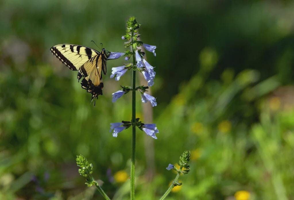 Lyreleaf Sage Native Seeds (Salvia lyrata) Drought tolerant, Shade Woodland Garden