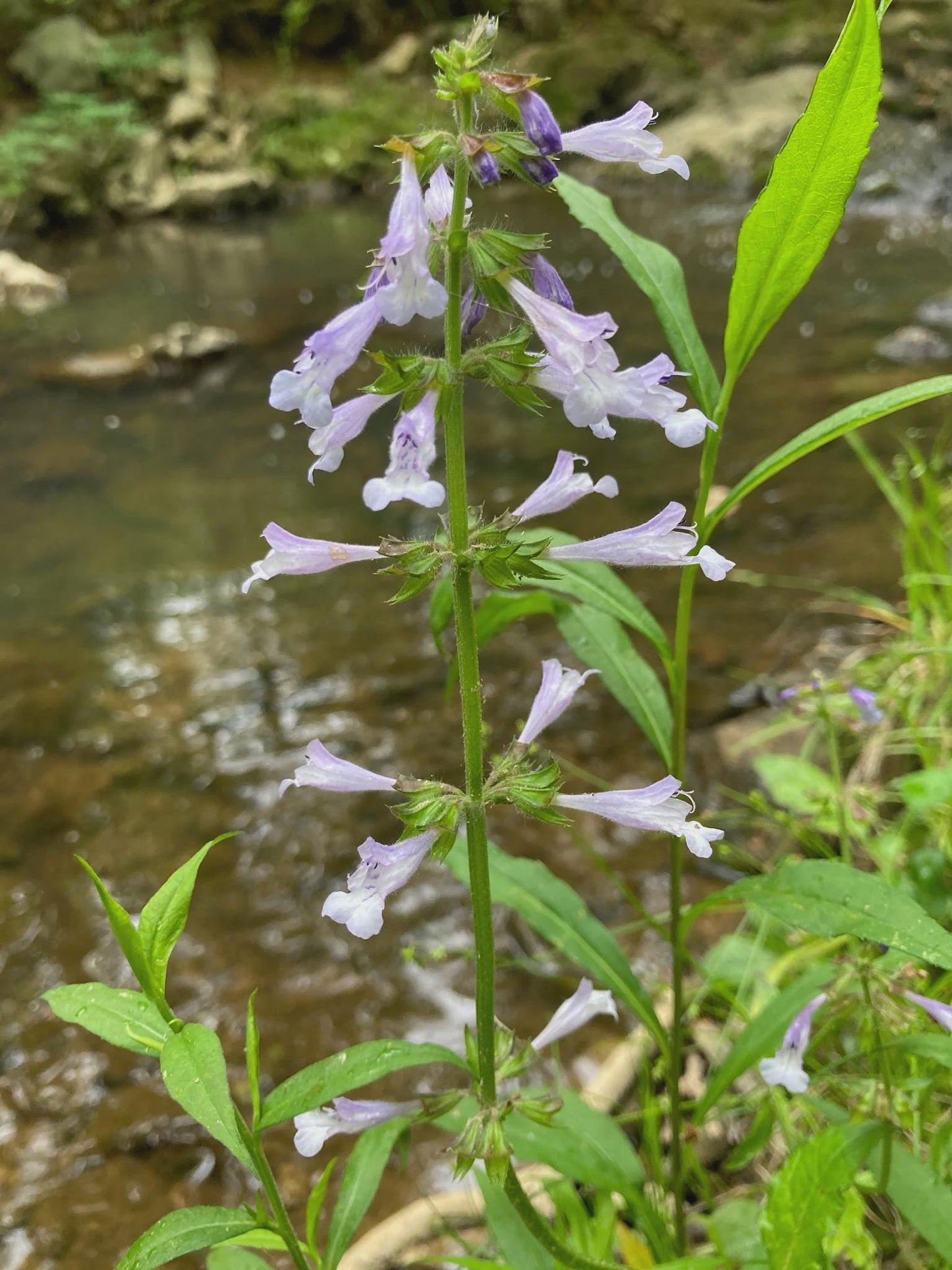 Lyreleaf Sage Native Seeds (Salvia lyrata) Drought tolerant, Shade Woodland Garden