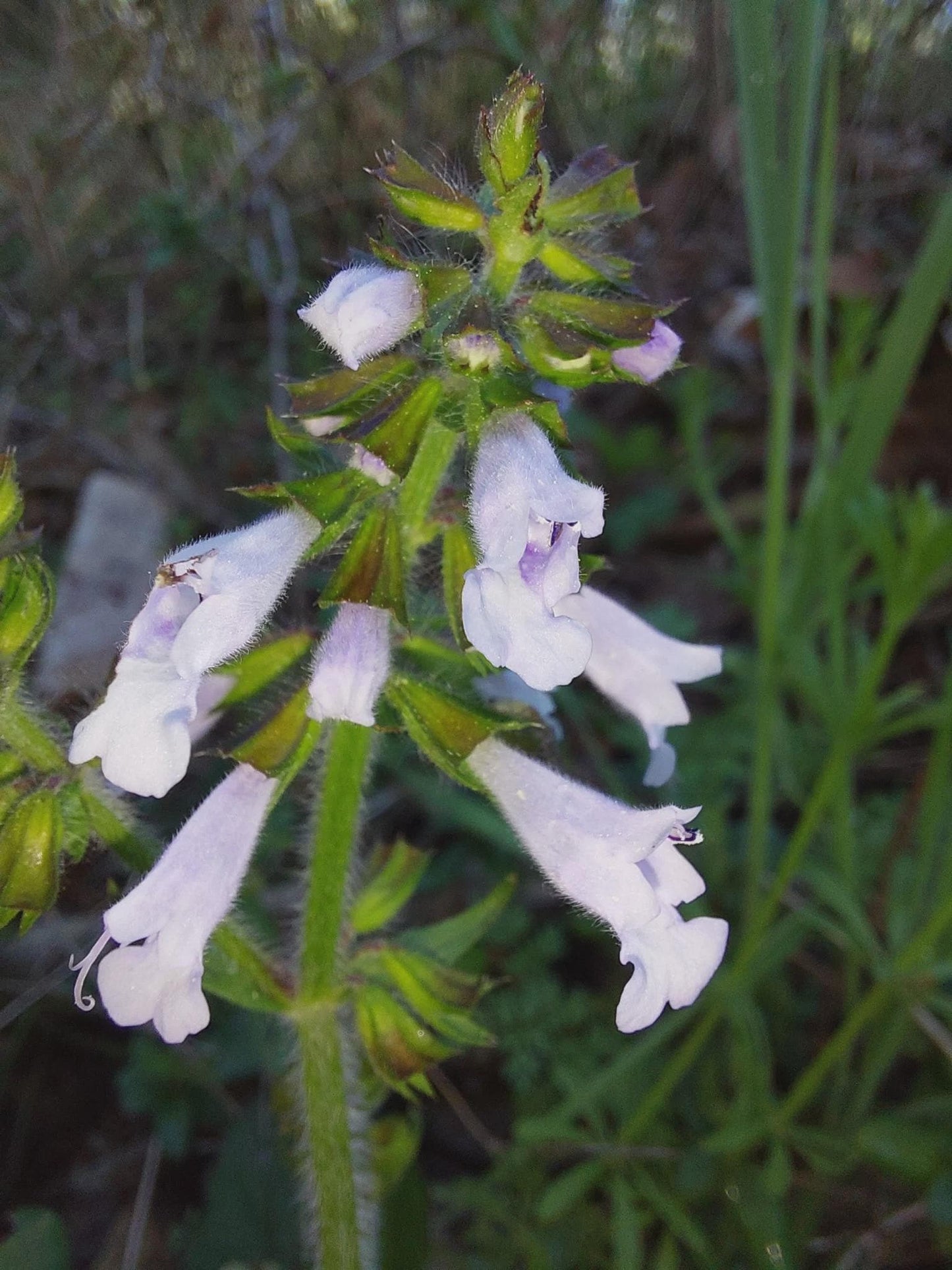 Lyreleaf Sage Native Seeds (Salvia lyrata) Drought tolerant, Shade Woodland Garden