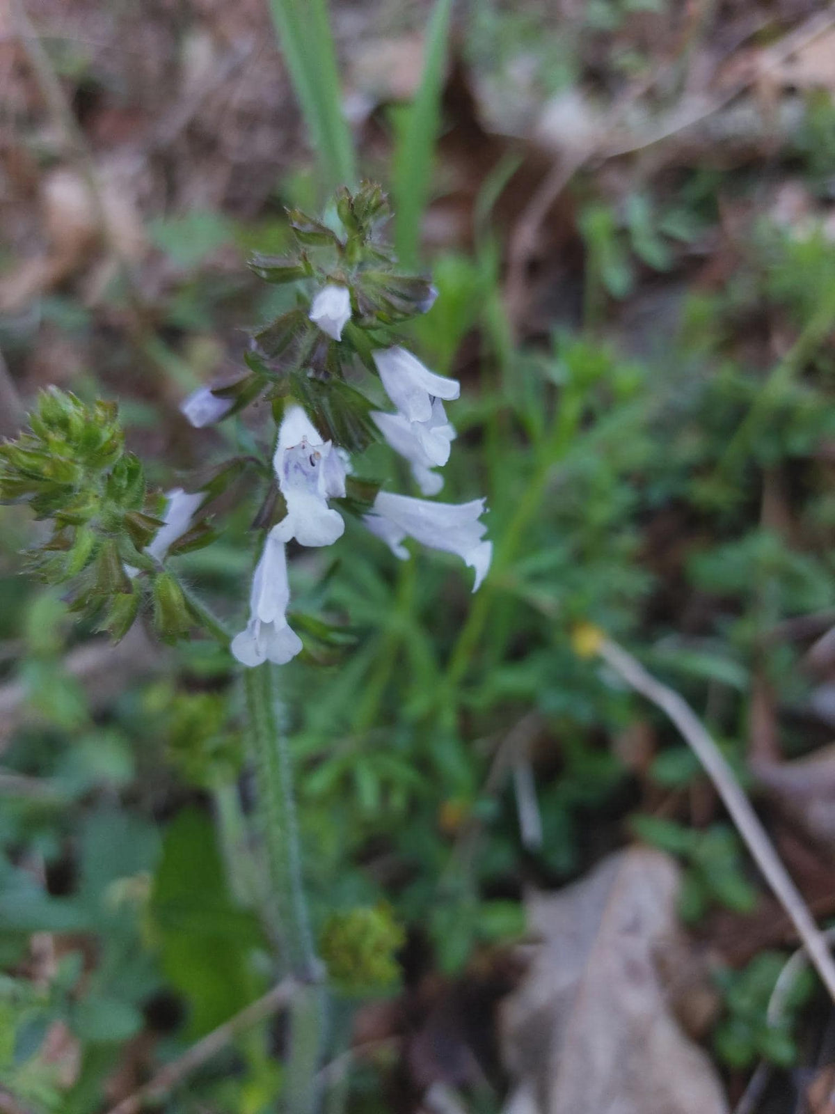 Lyreleaf Sage Native Seeds (Salvia lyrata) Drought tolerant, Shade Woodland Garden