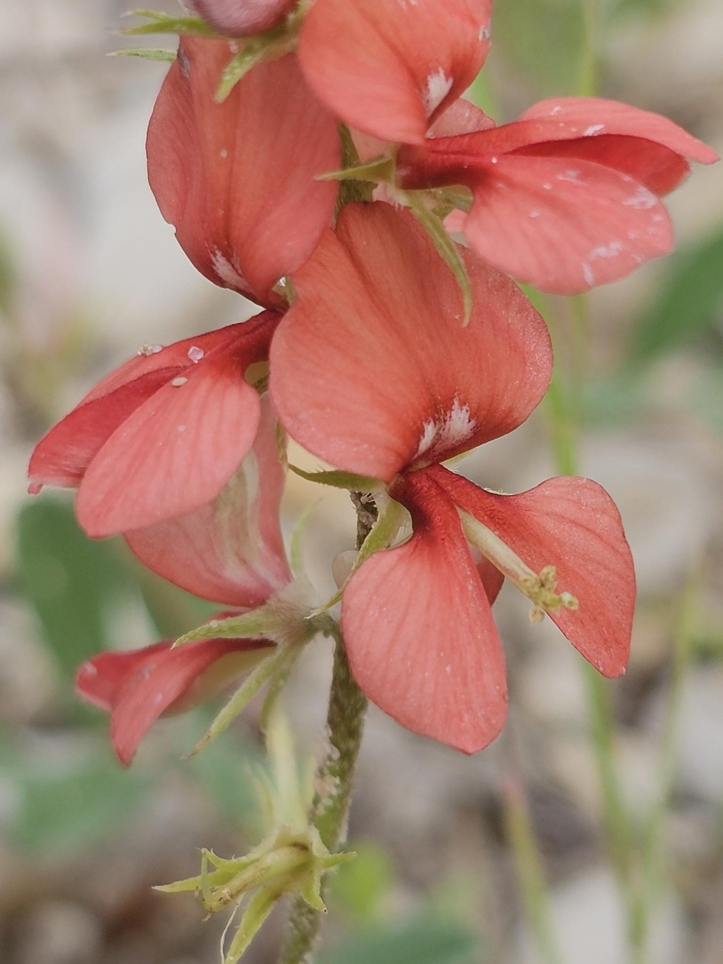 Close-up of coral-red Scarlet Pea (Indigofera miniata) ground cover flowers with green stems and leaves in a natural outdoor setting.