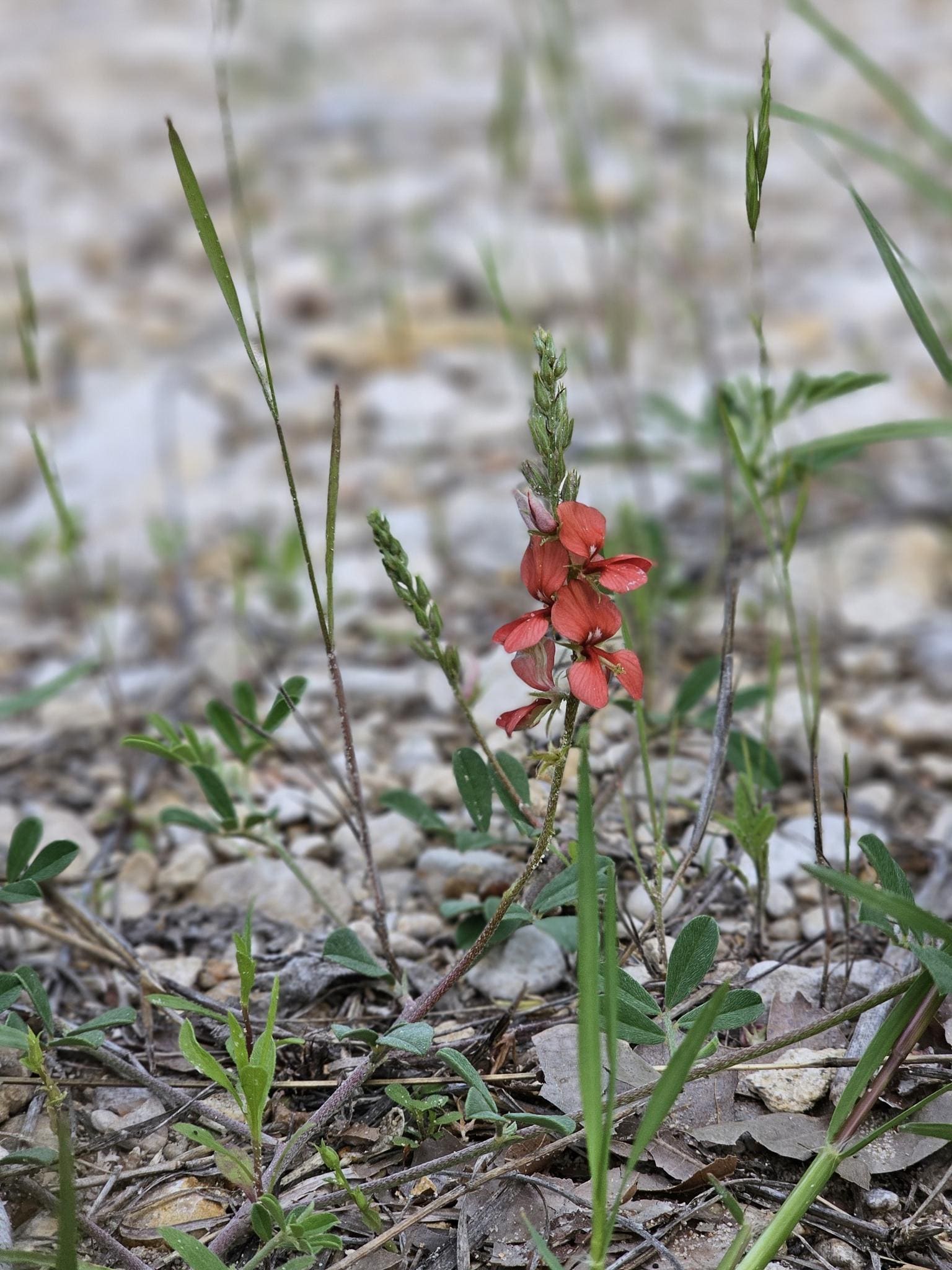A small cluster of red-orange Scarlet Pea (Indigofera miniata) ground coverwildflowers with green stems and leaves growing among dry leaves and small stones on a gravelly ground.