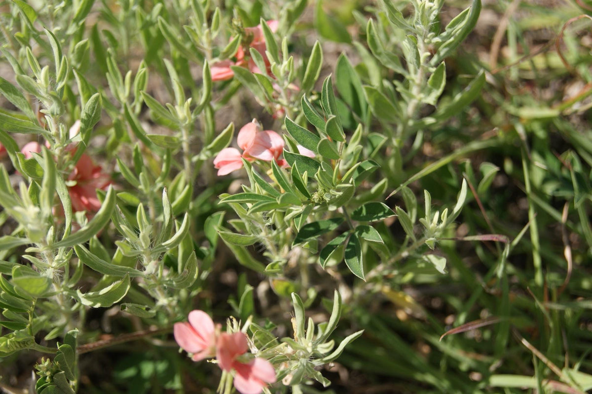 Close-up of a low-growing Scarlet Pea (Indigofera miniata) ground cover plant with small pink flowers, photographed outdoors among grass and soil.
