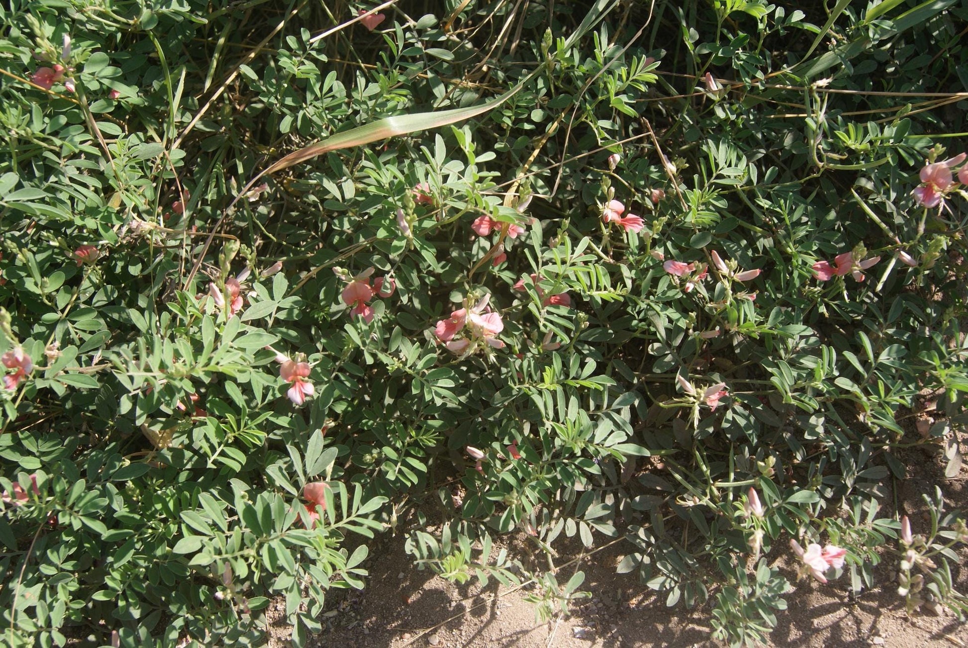A dense patch of Scarlet Pea (Indigofera miniata) ground cover plants with scattered small pink flowers growing outdoors on sandy ground.