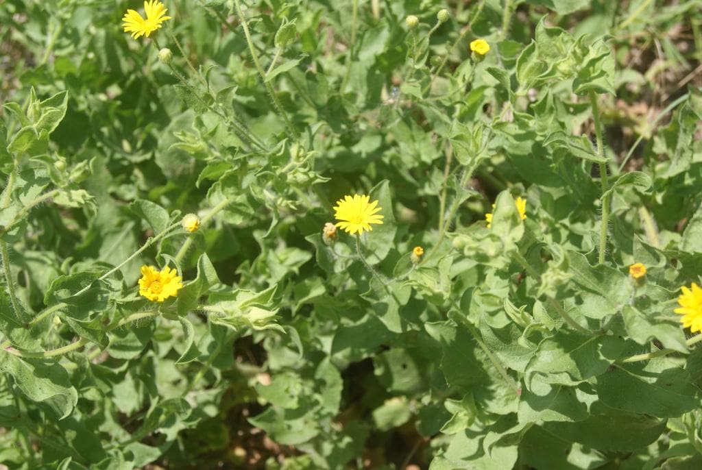 Fragrant Camphorweed Native Seeds (Heterotheca subaxillaris) Drought Tolerant, Sandy Soils
