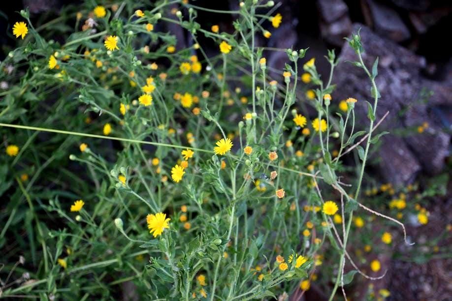 Fragrant Camphorweed Native Seeds (Heterotheca subaxillaris) Drought Tolerant, Sandy Soils