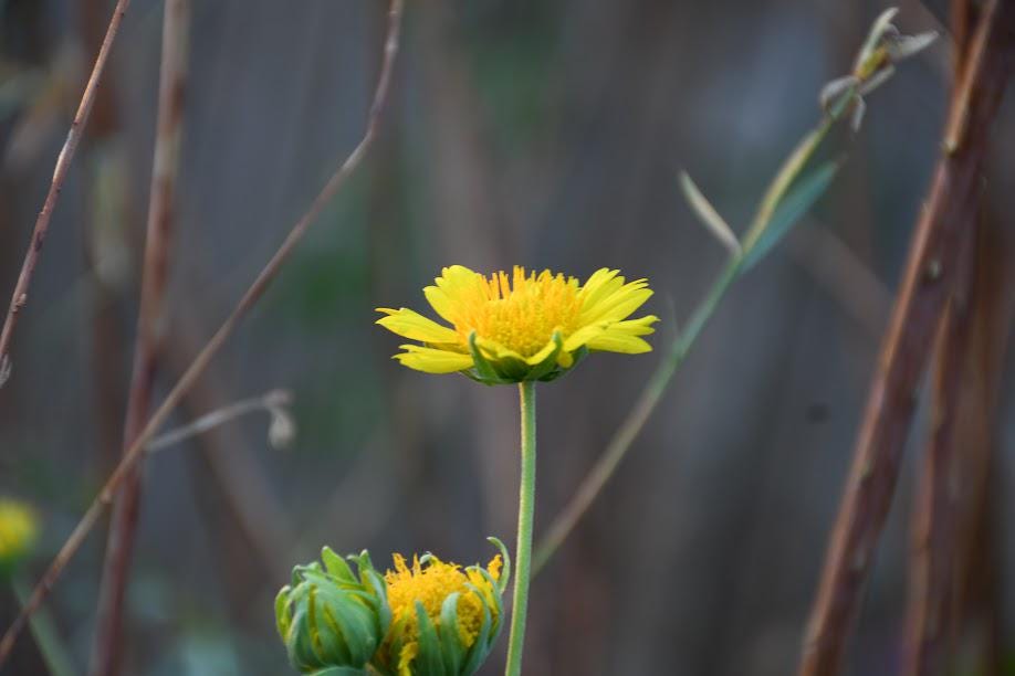 Golden Crownbeard Native Seeds (Verbesina encelioides) Cowpen Daisy - Butterfly Host Plant, Dry Soils