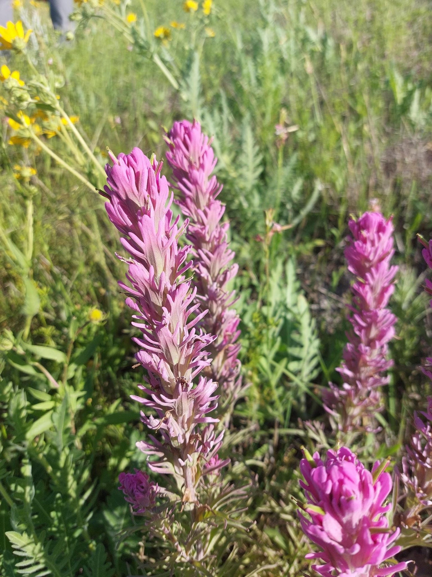 Purple Paintbrush Seeds (Castilleja purpurea) Drought Tolerant