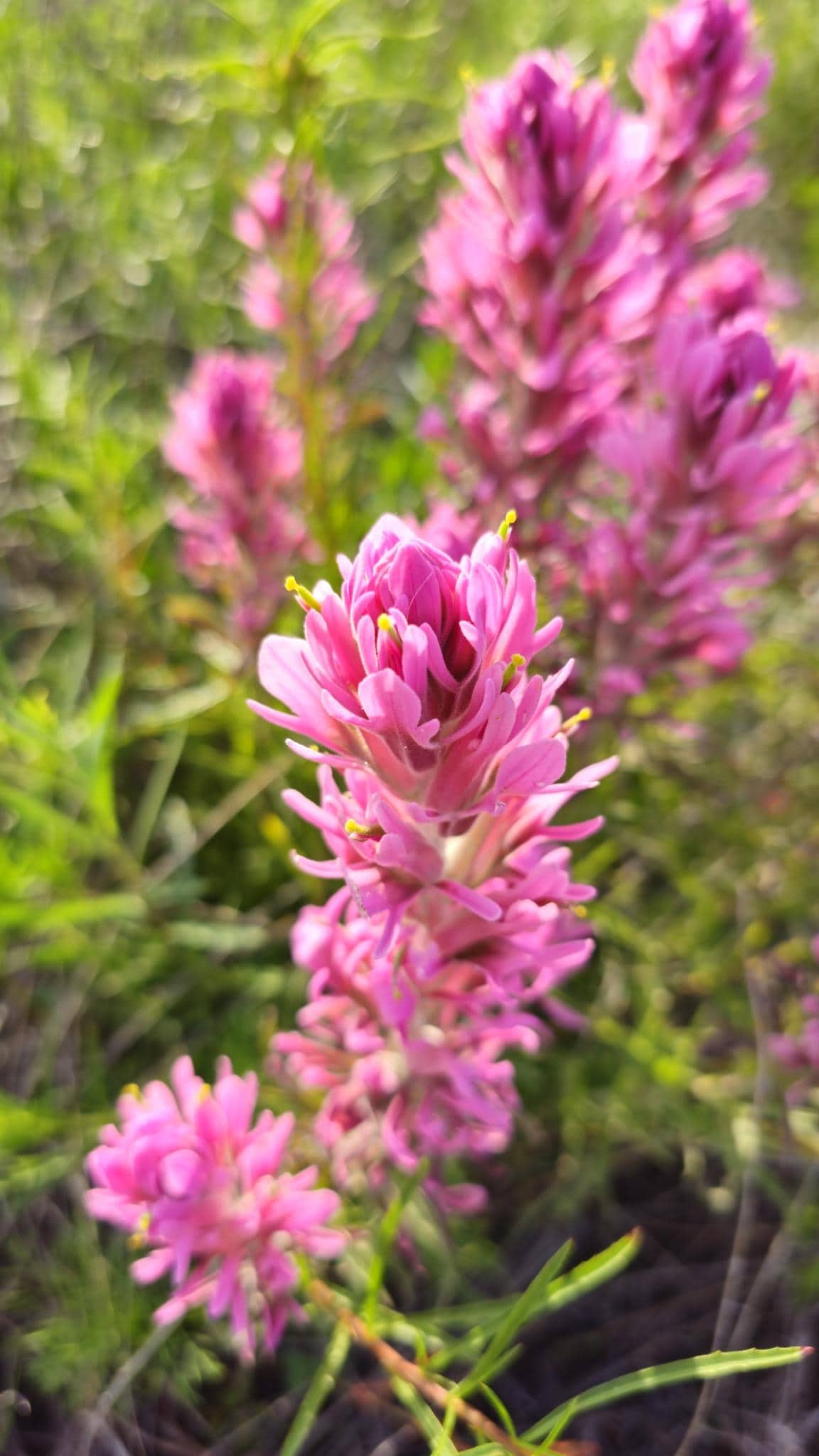 Purple Paintbrush Seeds (Castilleja purpurea) Drought Tolerant