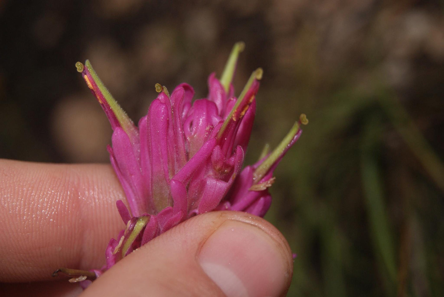 Purple Paintbrush Seeds (Castilleja purpurea) Drought Tolerant