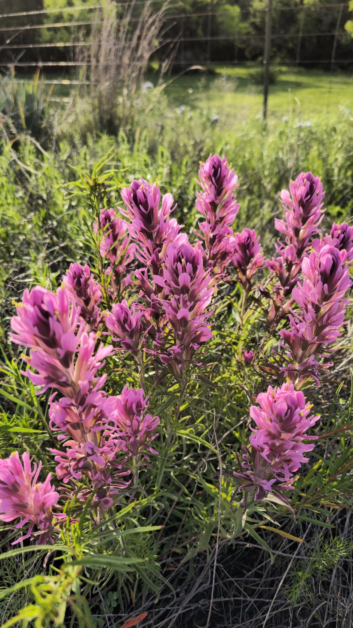 Purple Paintbrush Seeds (Castilleja purpurea) Drought Tolerant