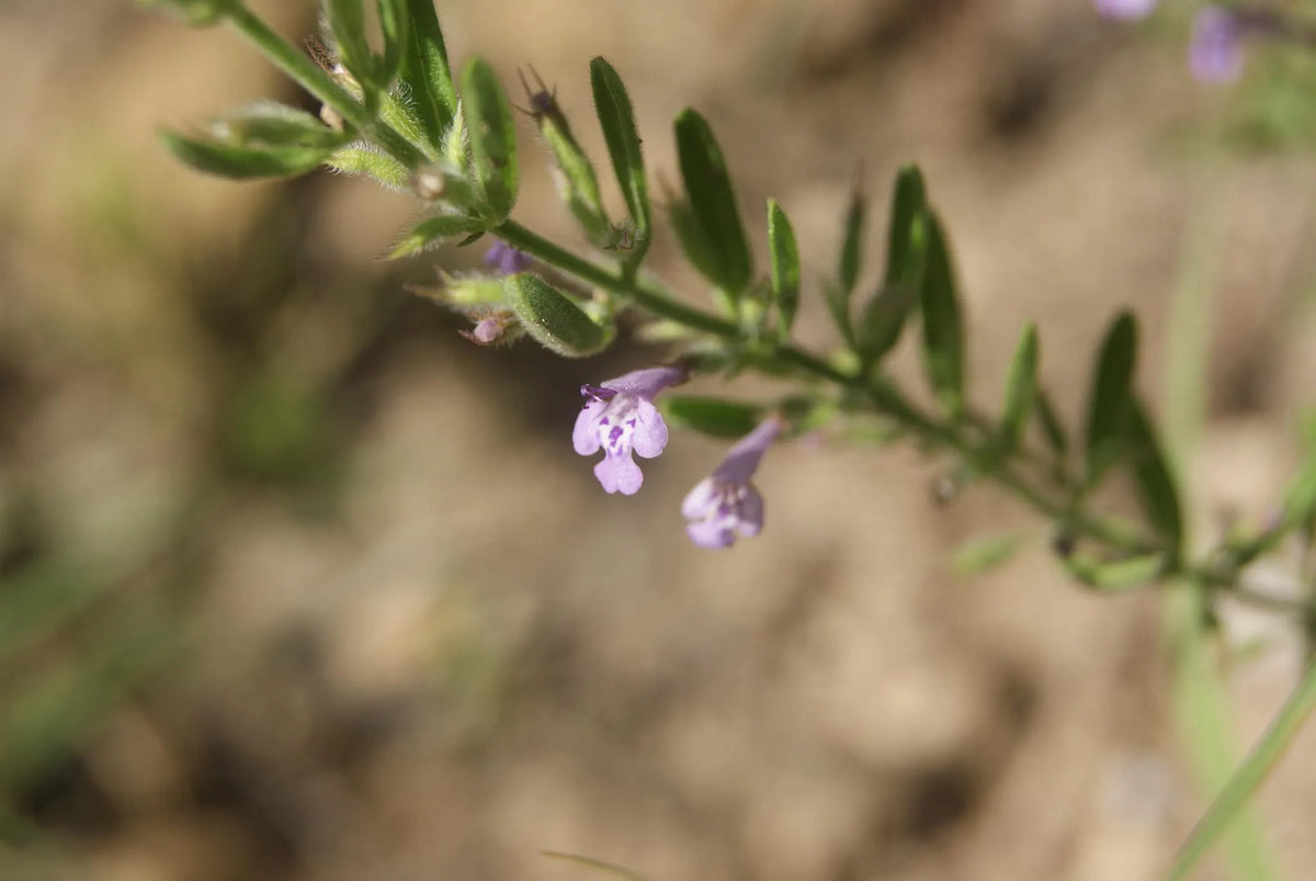 Reverchon's Pennyroyal Rare Seeds (Hedeoma reverchonii)