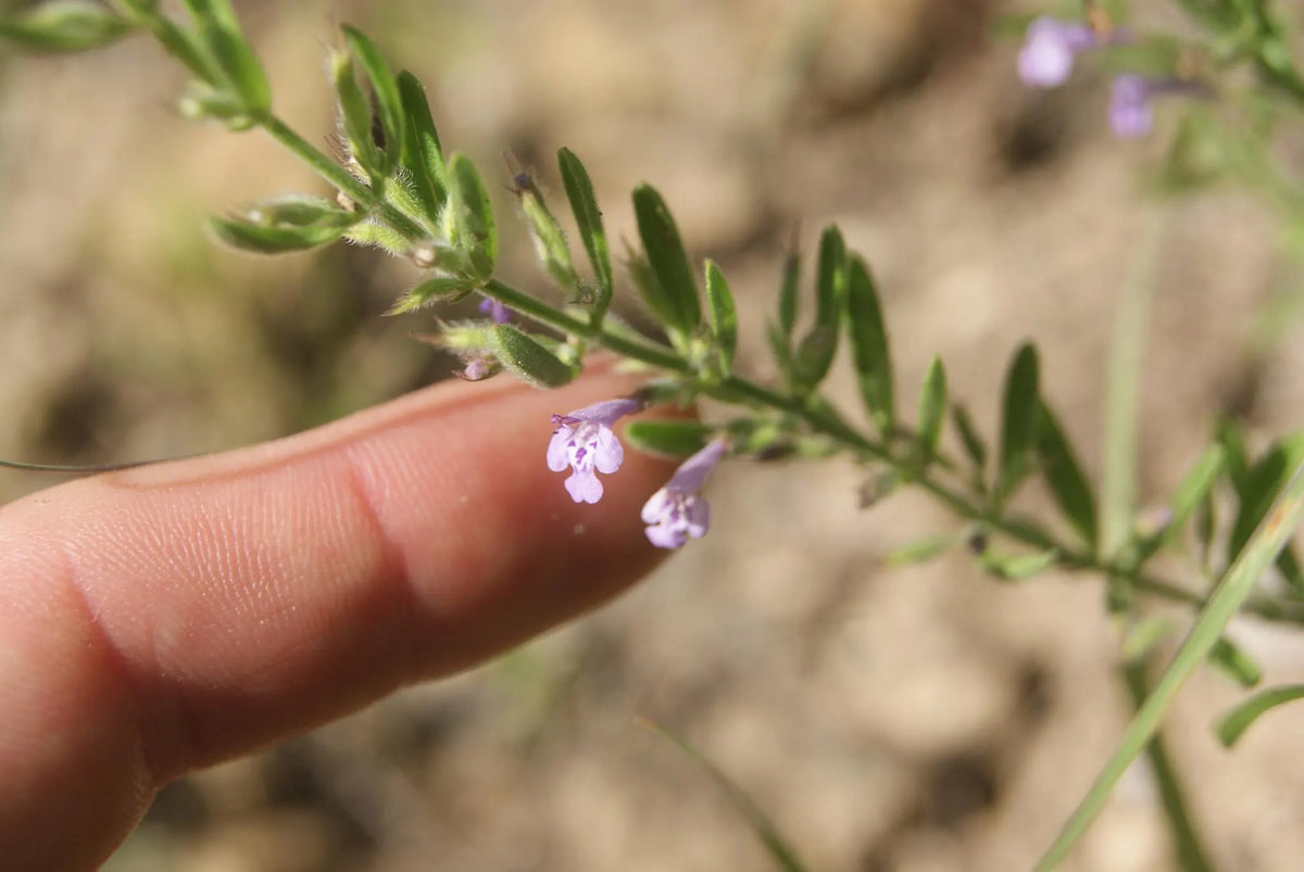 Reverchon's Pennyroyal Rare Seeds (Hedeoma reverchonii)