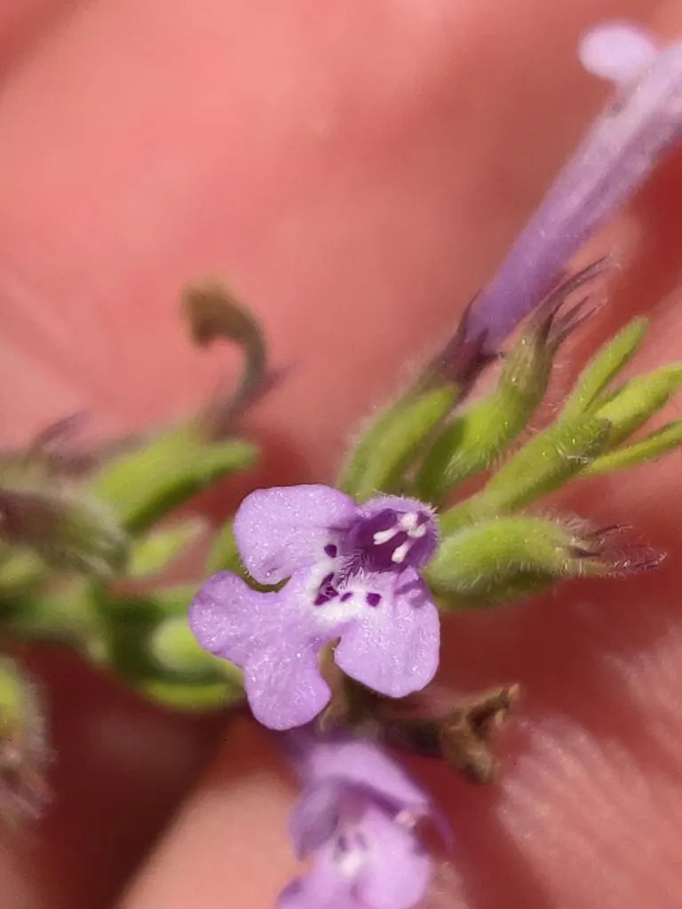 Reverchon's Pennyroyal Rare Seeds (Hedeoma reverchonii)