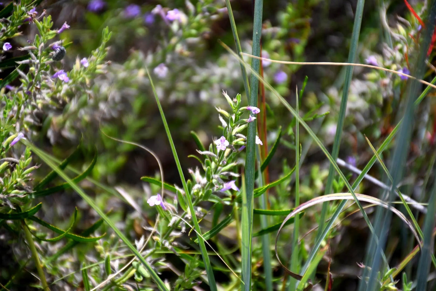 Reverchon's Pennyroyal Rare Seeds (Hedeoma reverchonii)