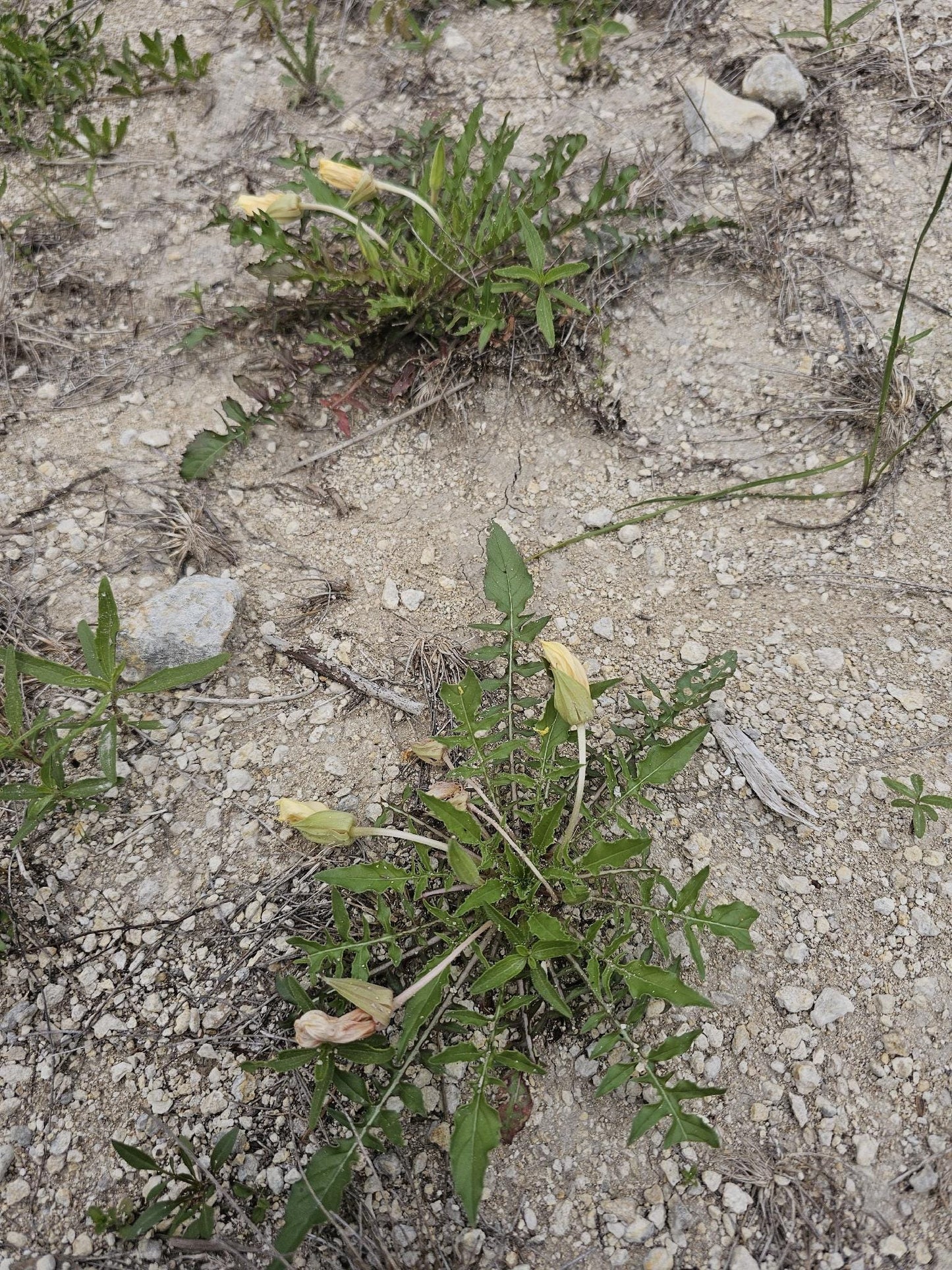 Stemless Evening Primrose Seeds (Oenothera triloba) Lawn Friendly Ground Cover
