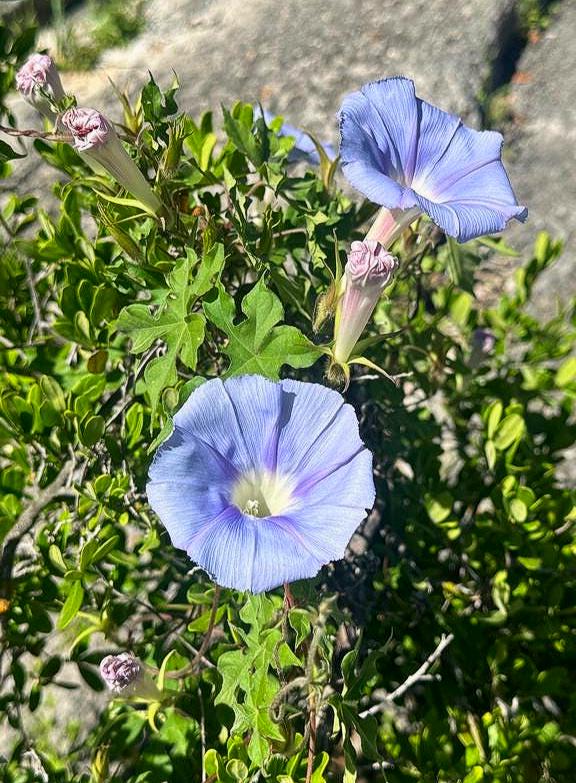Lindheimer's Morning Glory Seeds (Ipomoea lindheimeri) Native Perennial Morning Glory