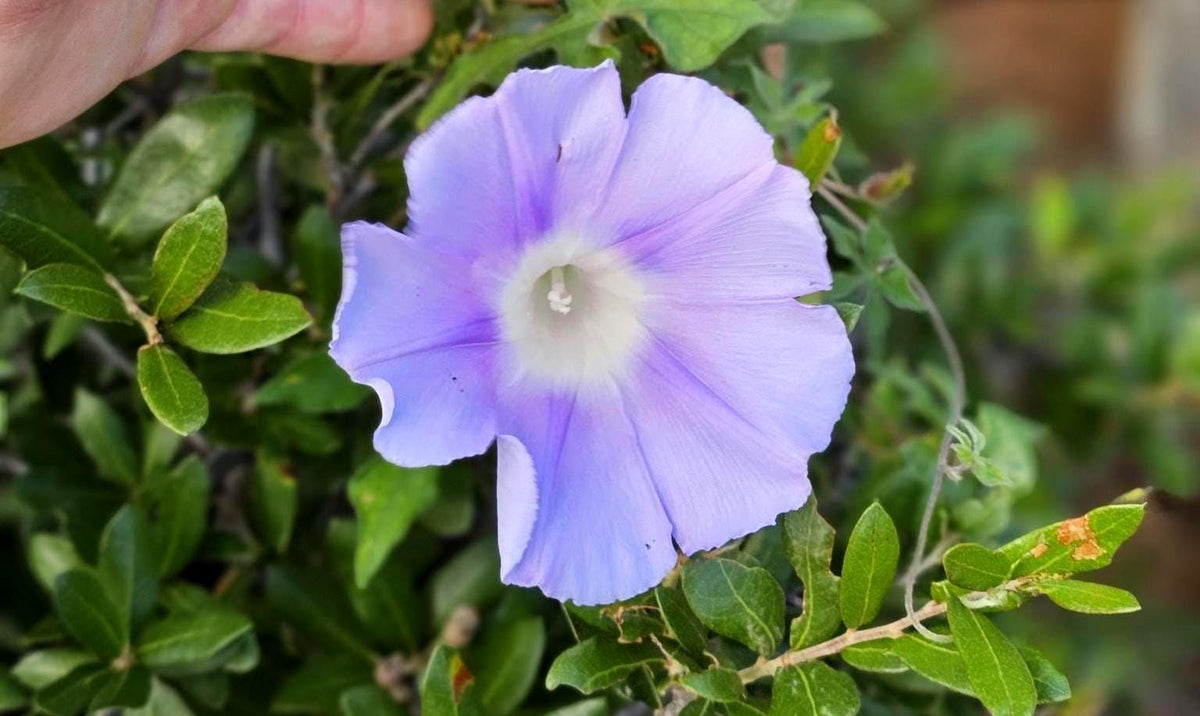Lindheimer's Morning Glory Seeds (Ipomoea lindheimeri) Native Perennial Morning Glory