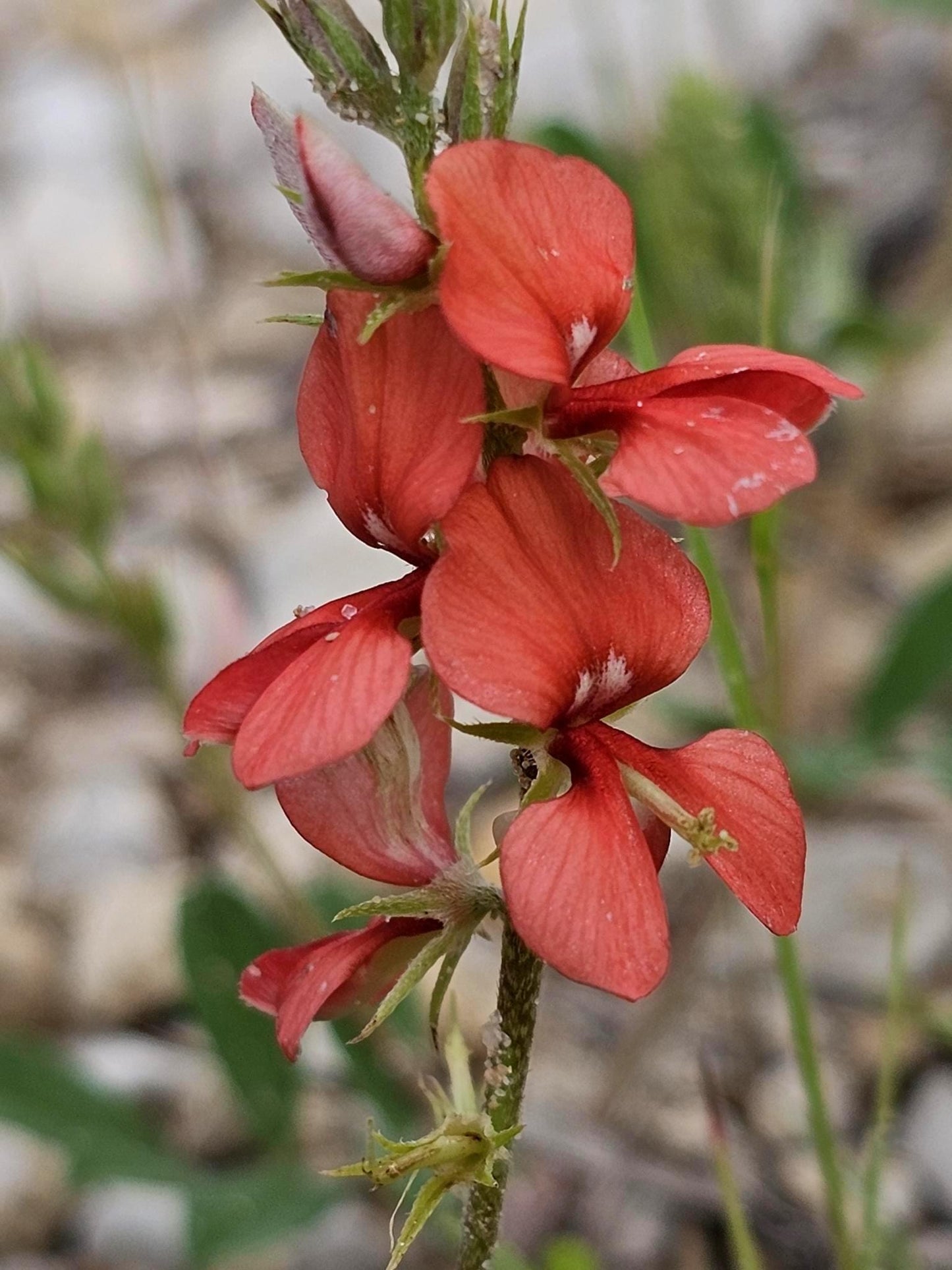 A close-up of a red Scarlet Pea (Indigofera miniata) ground cover plant with several coral-red blossoms and green stems, photographed outdoors against a blurred natural background of rocks and grass.