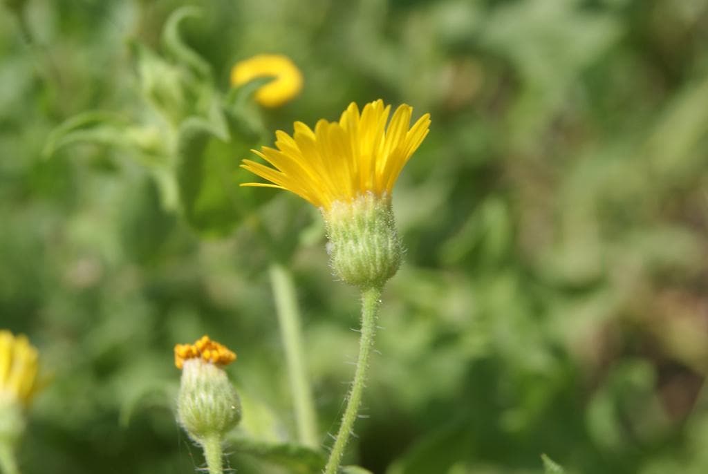 Fragrant Camphorweed Native Seeds (Heterotheca subaxillaris) Drought Tolerant, Sandy Soils