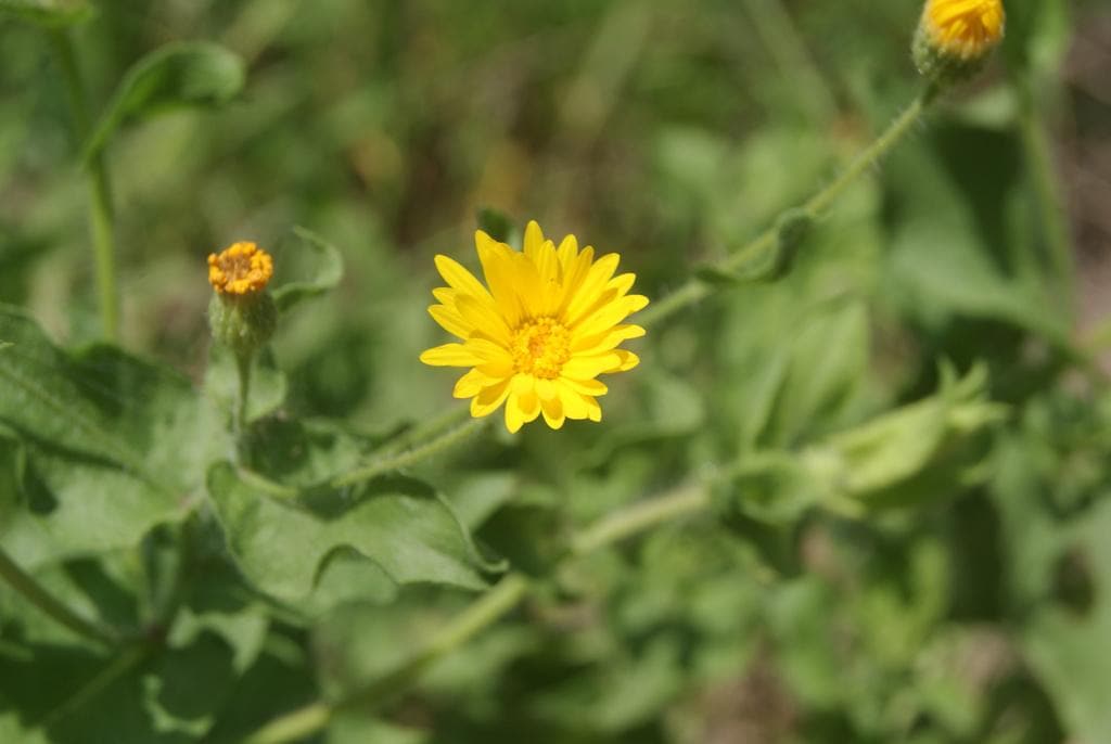 Fragrant Camphorweed Native Seeds (Heterotheca subaxillaris) Drought Tolerant, Sandy Soils