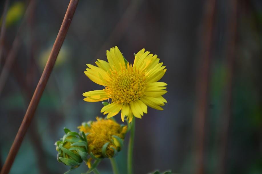 Golden Crownbeard Native Seeds (Verbesina encelioides) Cowpen Daisy - Butterfly Host Plant, Dry Soils