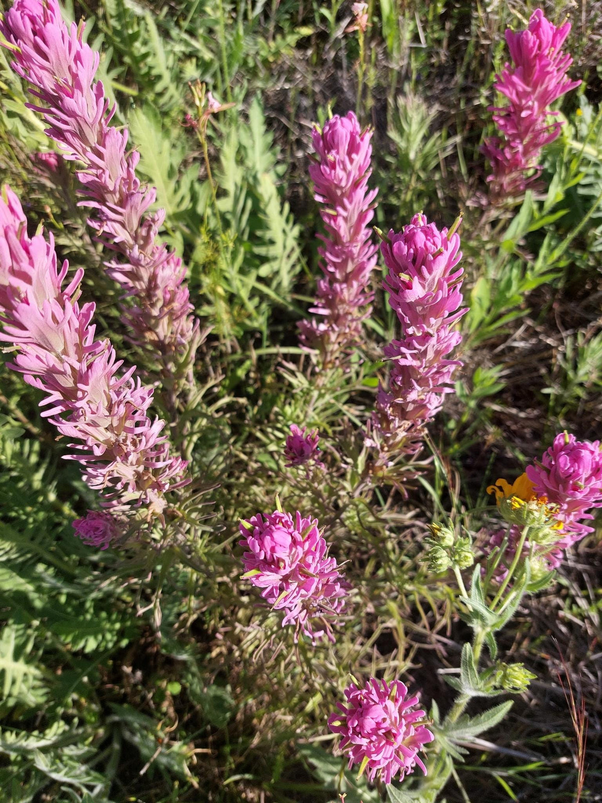 Purple Paintbrush Seeds (Castilleja purpurea) Drought Tolerant