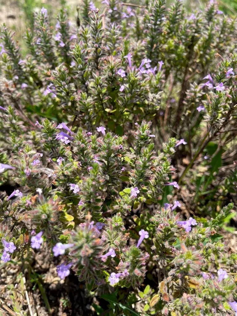 Reverchon's Pennyroyal Rare Seeds (Hedeoma reverchonii)