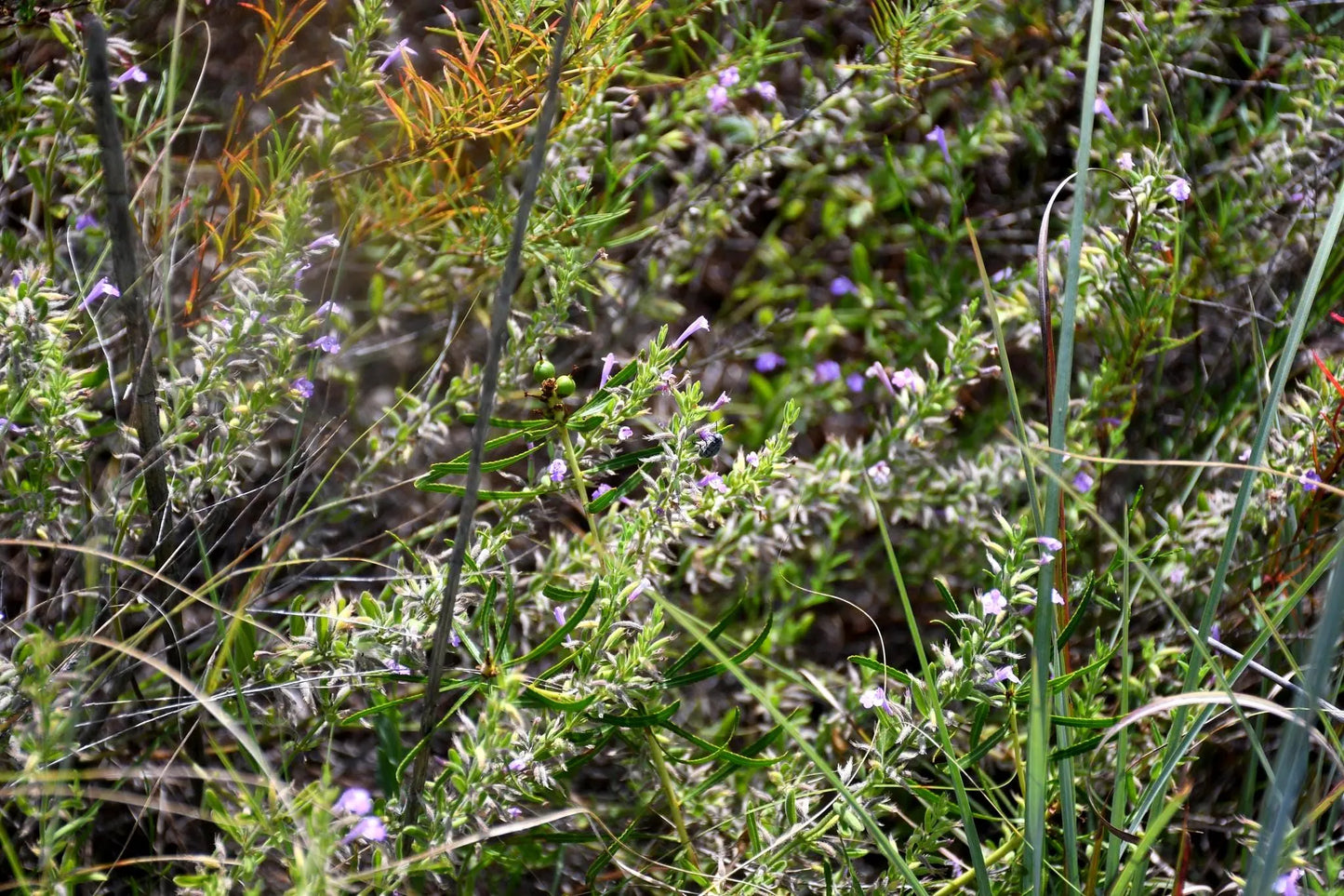 Reverchon's Pennyroyal Rare Seeds (Hedeoma reverchonii)