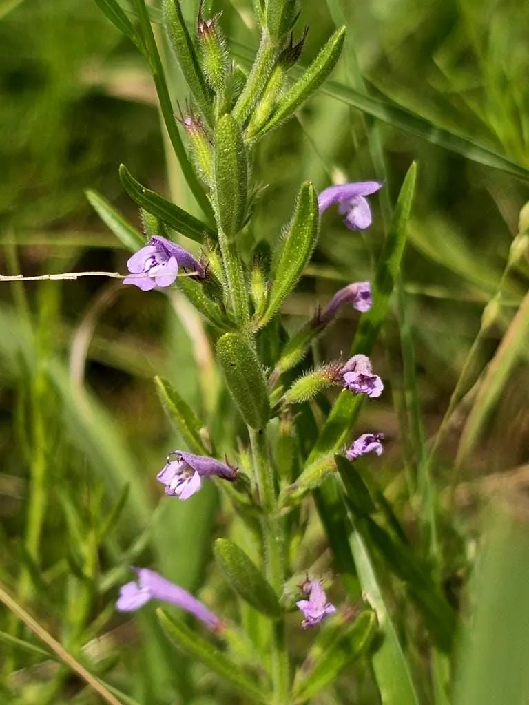 Reverchon's Pennyroyal Rare Seeds (Hedeoma reverchonii)