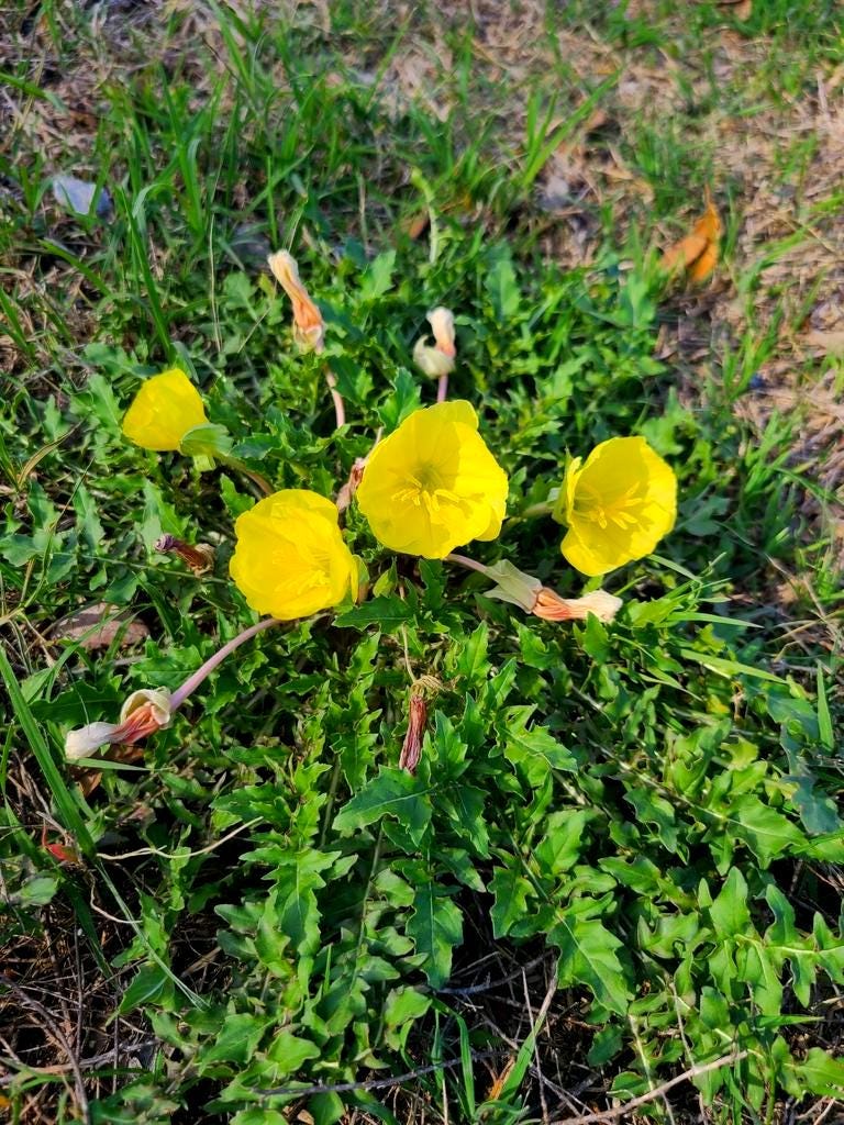 Stemless Evening Primrose Seeds (Oenothera triloba) Lawn Friendly Ground Cover