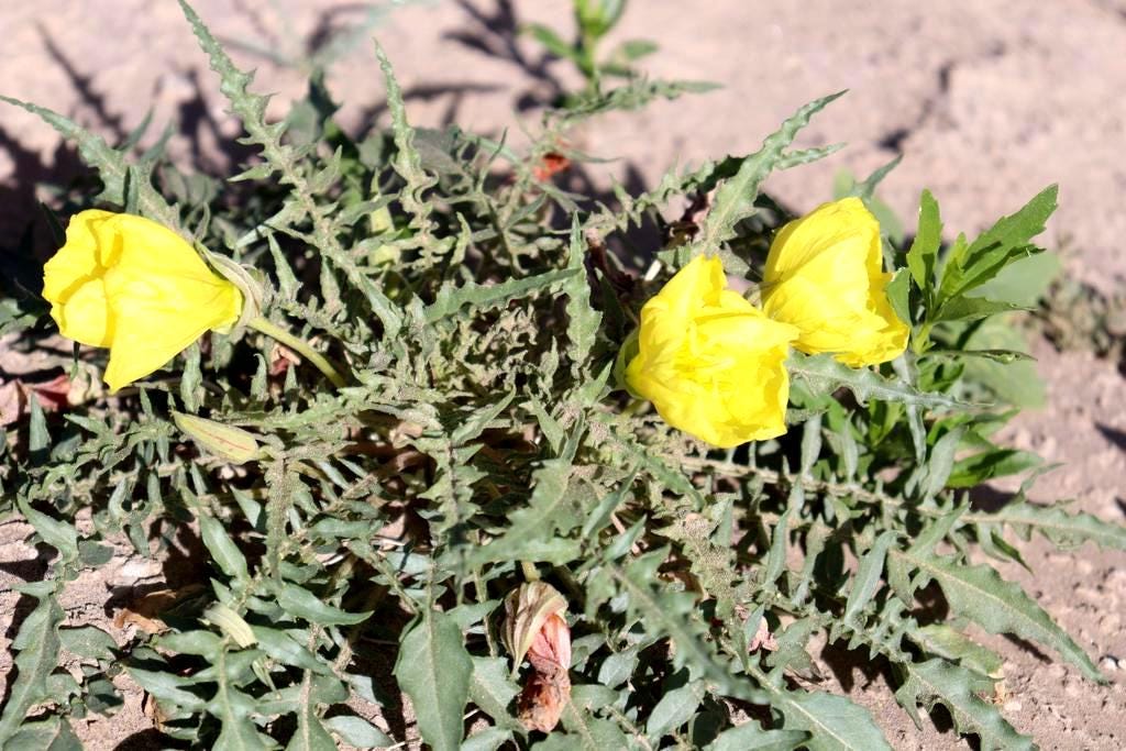 Stemless Evening Primrose Seeds (Oenothera triloba) Lawn Friendly Ground Cover