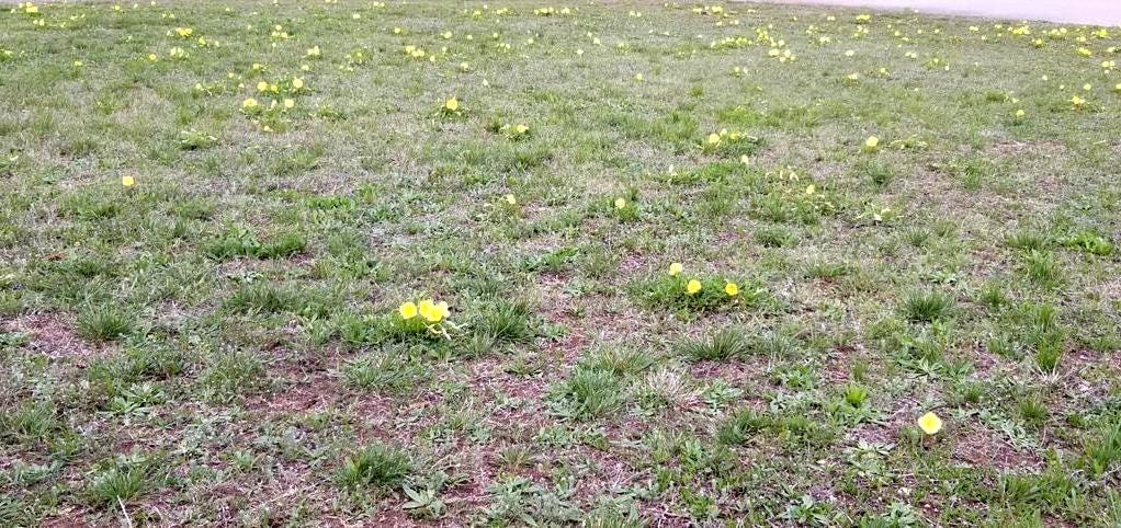 Stemless Evening Primrose Seeds (Oenothera triloba) Lawn Friendly Ground Cover