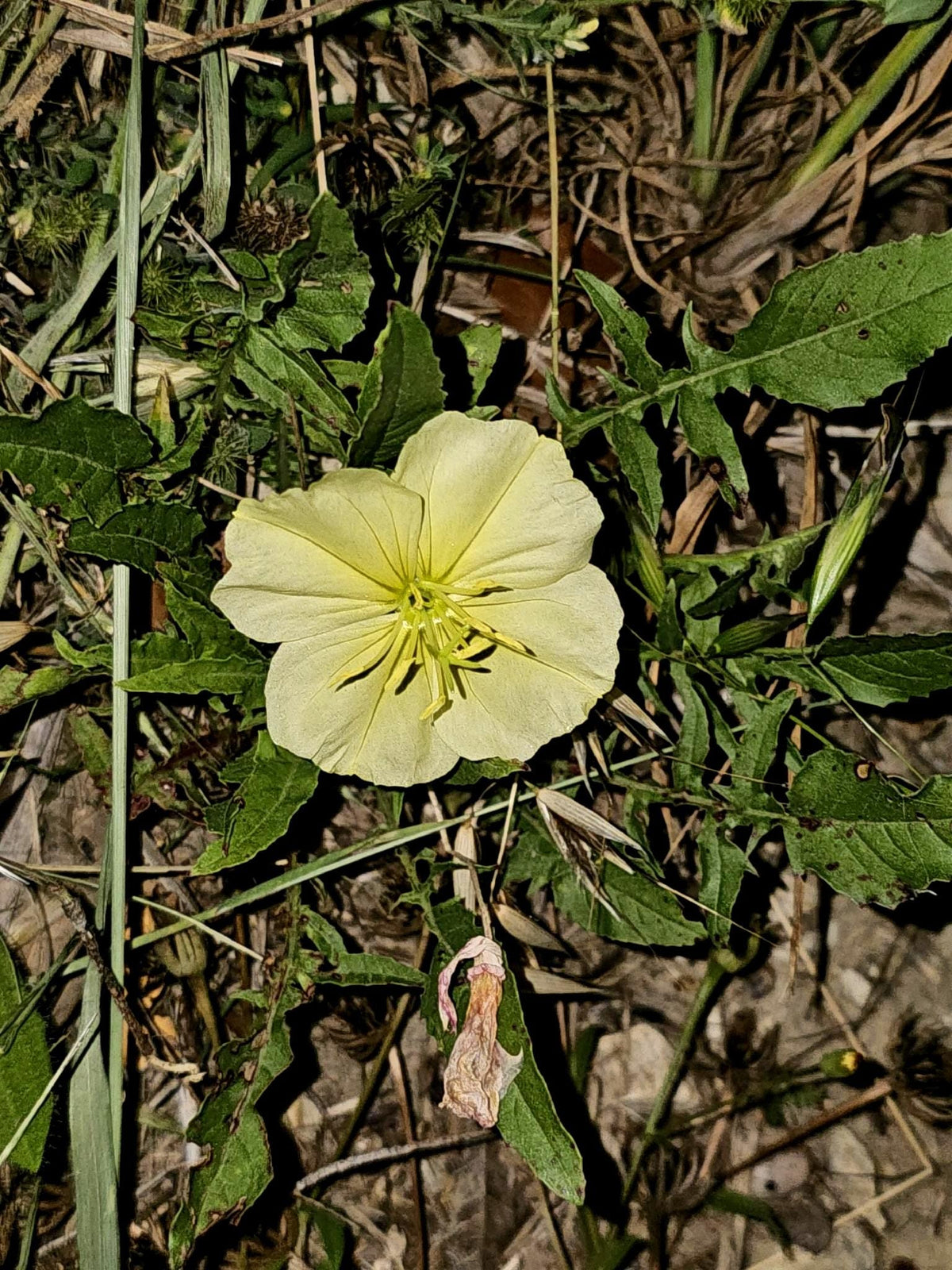 Stemless Evening Primrose Seeds (Oenothera triloba) Lawn Friendly Ground Cover