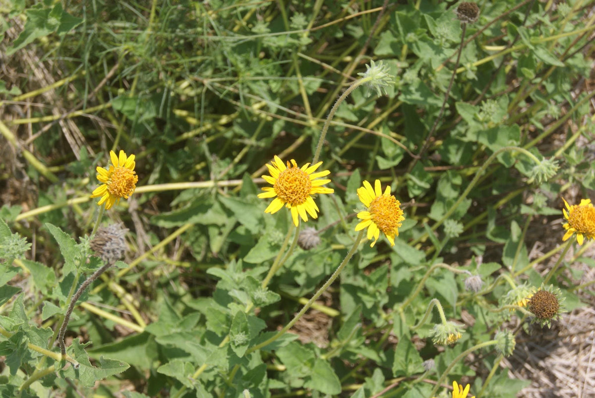 Bush Sunflower Native Seeds (Simsia calva) Drought Tolerant Texas Perennial