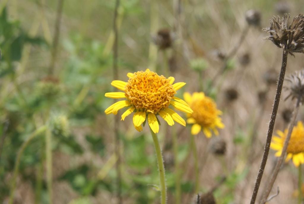 Bush Sunflower Native Seeds (Simsia calva) Drought Tolerant Texas Perennial