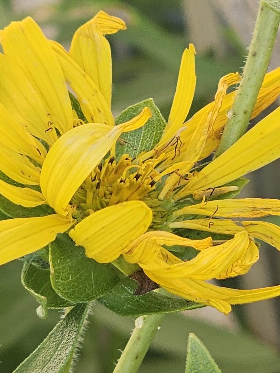 Roughtstem Rosinweed Seeds (Silphium radula)