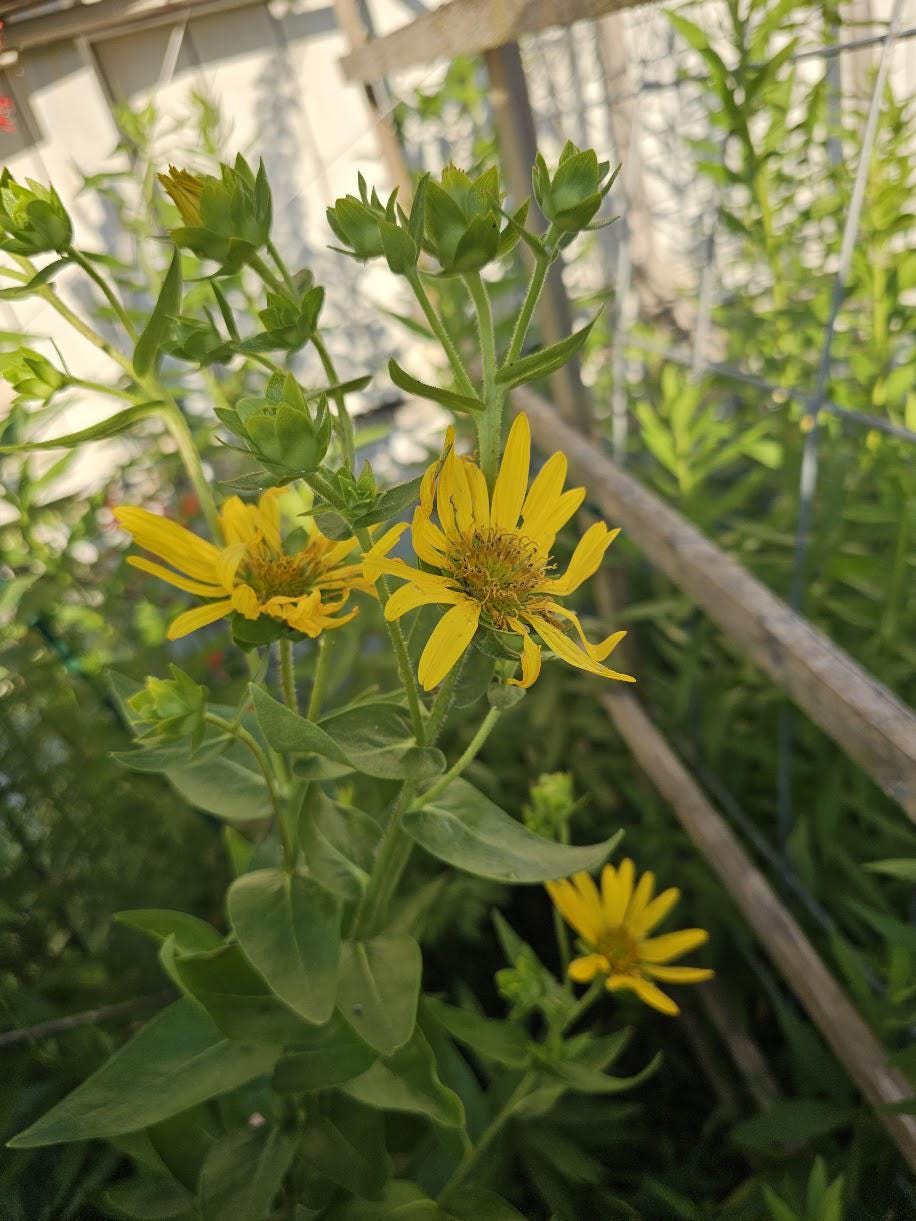 Roughtstem Rosinweed Seeds (Silphium radula)