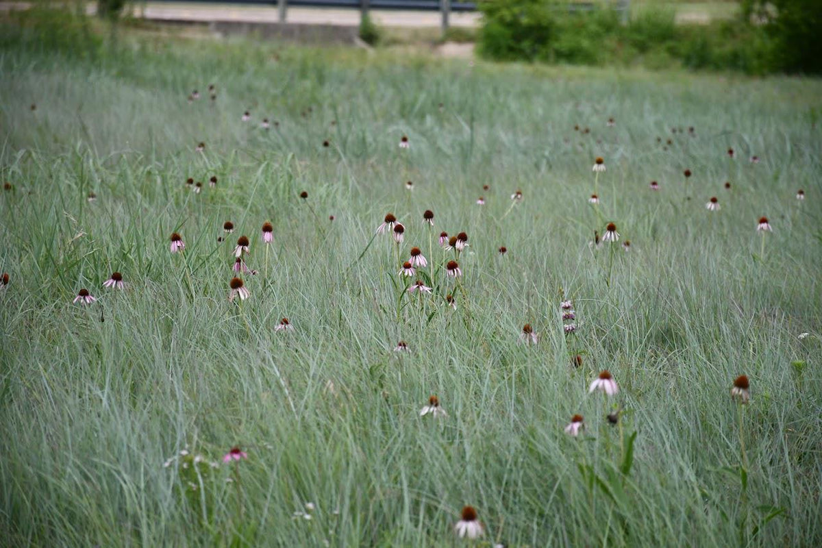 Narrow Leaf Coneflower Seeds (Echinacea angustifolia) Drought Tolerant Purple Coneflower, Texas Native Host Plant