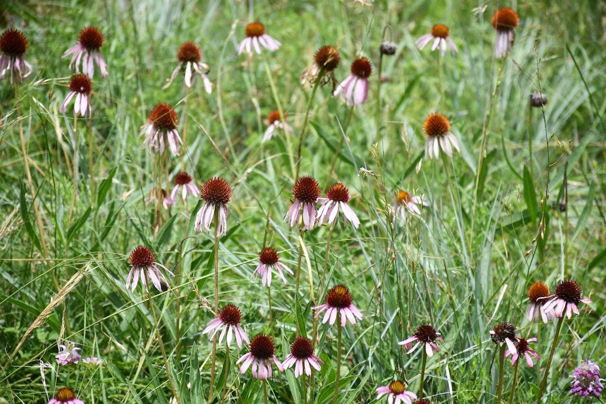 Narrow Leaf Coneflower Seeds (Echinacea angustifolia) Drought Tolerant Purple Coneflower, Texas Native Host Plant