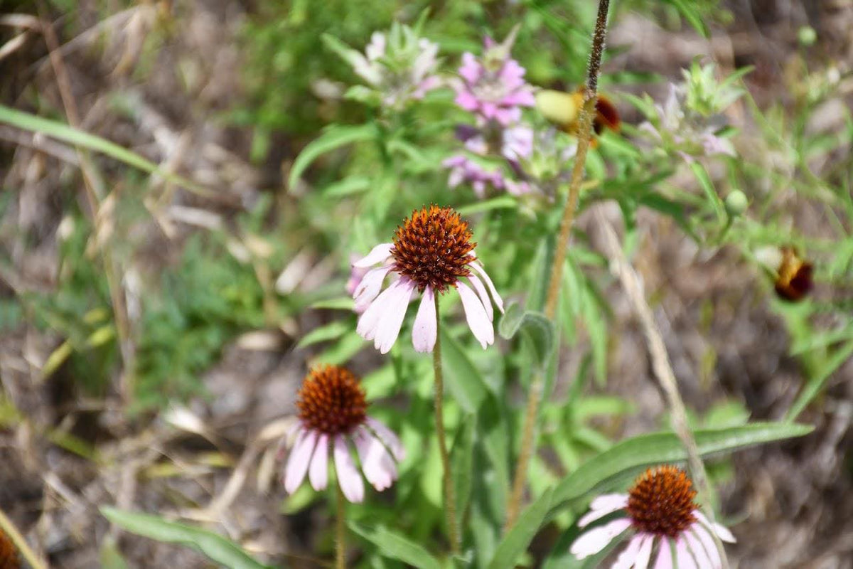 Narrow Leaf Coneflower Seeds (Echinacea angustifolia) Drought Tolerant Purple Coneflower, Texas Native Host Plant