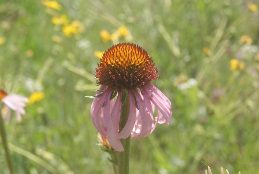Narrow Leaf Coneflower Seeds (Echinacea angustifolia) Drought Tolerant Purple Coneflower, Texas Native Host Plant