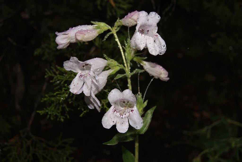 Showy Beardtongue Seeds (Penstemon cobaea) Drought Tolerant Texas Native