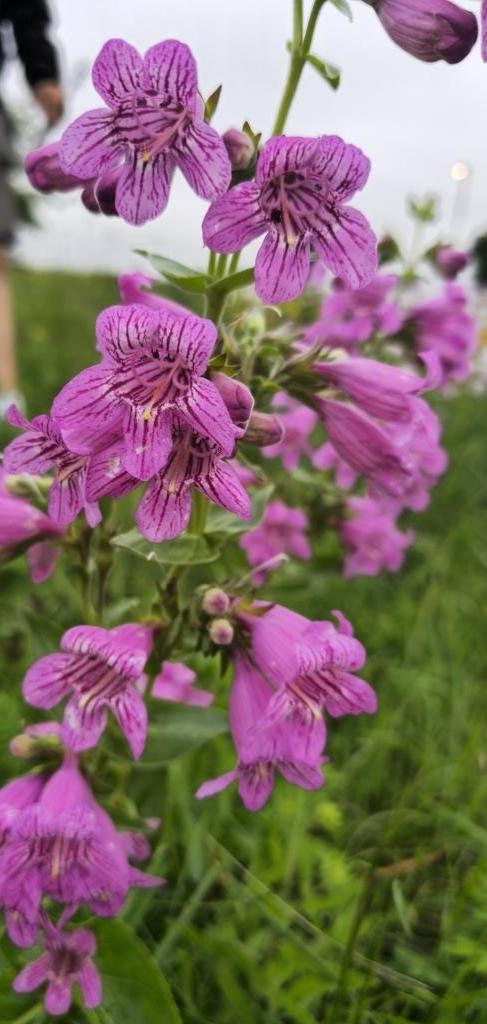 Showy Beardtongue Seeds (Penstemon cobaea) Drought Tolerant Texas Native