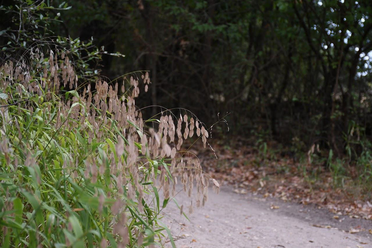 Inland Sea Oats Native Seeds (Chasmanthium latifolium) Shade Tolerant, Texas Native Ornamental Grass