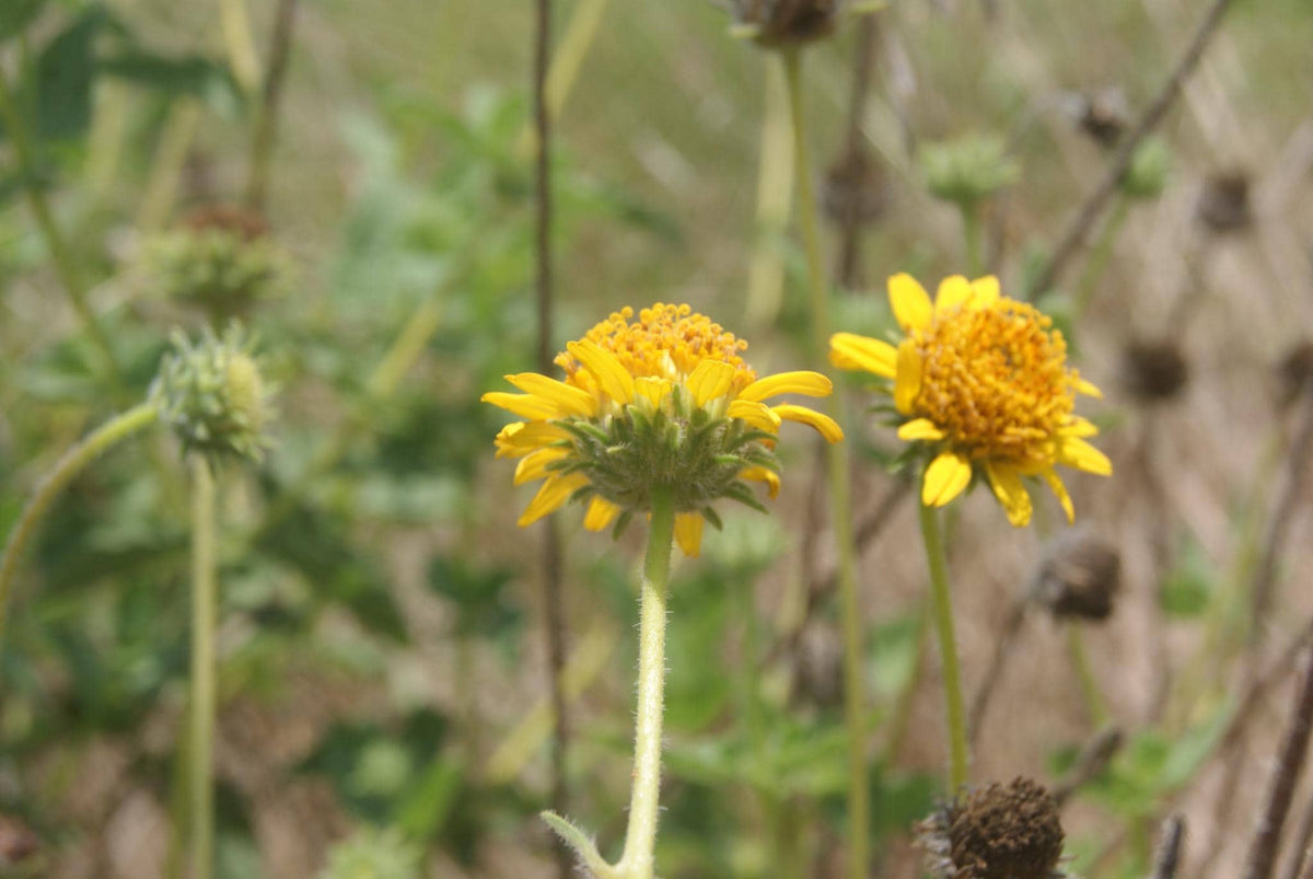 Bush Sunflower Native Seeds (Simsia calva) Drought Tolerant Texas Perennial
